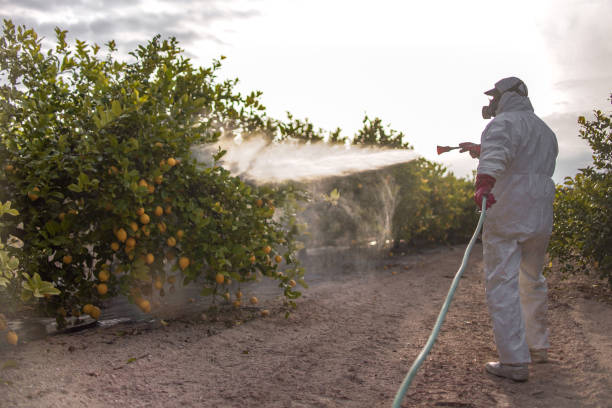 Best Termite Control Services  in Brookside Village, TX
